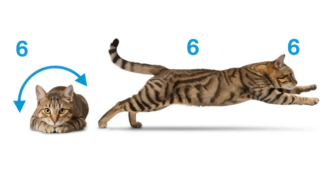 Cat's Transformation: A Sequence of Motion Depicted With a Numerical Progression