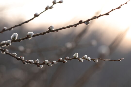 salice in inverno al tramonto