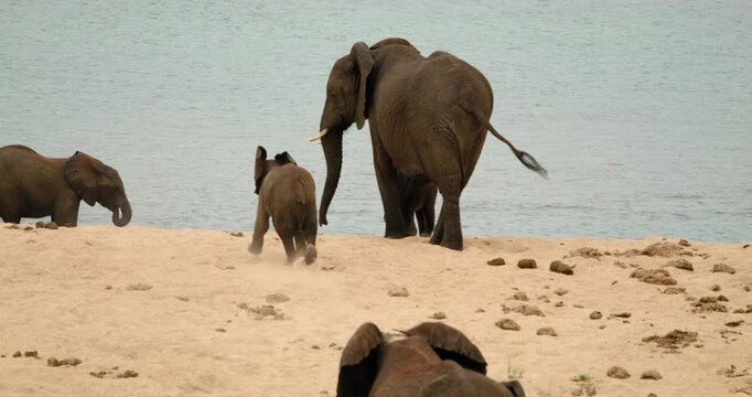 Playful baby elephant runs to a river playing in large herd of African elephants gathers in Kruger National Park. High-quality wildlife safari footage capturing funny, authentic animal behavior