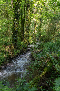 Chameyrat (Corr&egrave;ze, Nouvelle Aquitaine, France) - Vue printani&egrave;re du ruisseau de la gane au c&oelig;ur de la for&ecirc;t