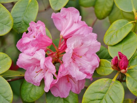 Rosa Rhododendron-Busch