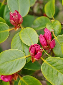 Rosa Rhododendron-Busch
