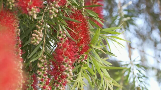Bright red bottlebrush flowers Callistemon citrinus in bloom, highlighting unique structure and exotic beauty of flowering plants. Ornamental garden plants.