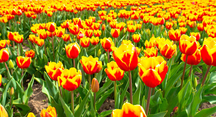 Obraz premium Field with colorful flowers in bright sunlight in springtime, Almere, Flevoland, The Netherlands, April 15, 2026
