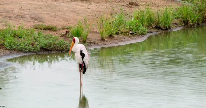 Yellow-billed stork stands still in river water during summer in Kruger National Park. Professional wildlife safari footage of Mycteria ibis in its natural South African habitat in the wild.
