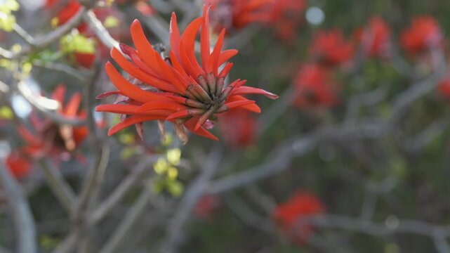 Coral tree flowers Erythrina crista-galli with bright red petals, symbolizing vitality, strength and tropical nature beauty. Representing exotic flora, seasonal flowering and botanical diversity