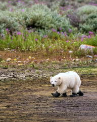 Polar bear cub walking through mud in tundra © Dmitry