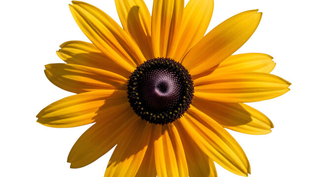 Close up of a vibrant black eyed susan flower in full bloom