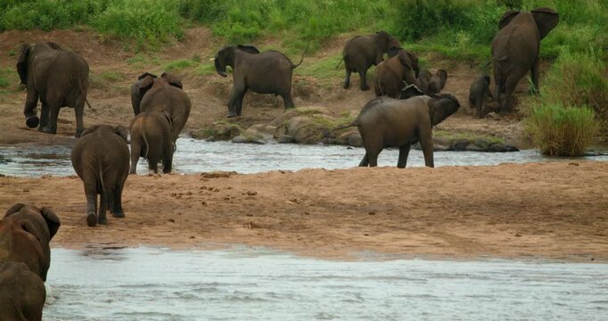 African elephant herd helps a clumsy calf struggling to climb out of the river in Kruger National Park. Emotional wildlife footage showing family support and natural animal behavior.