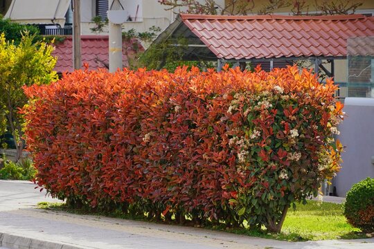 Photinia fraseri red robin hedge with red and green leaves, in a garden in Attica, Greece