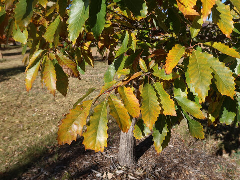 Autumn Leaves of Chinkapin Oak (Quercus muehlenbergii) Showing Yellowing Foliage in Colorado Late October