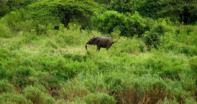 One young African elephant frolics through vibrant green grass in Kruger National Park. High-quality wildlife footage capturing a playful calf in a lush, post-rain safari landscape environment.