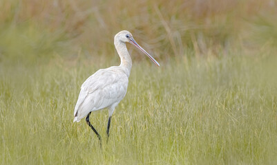 Fototapeta premium Juvenile Eurasian Spoonbill On A Meadow (Platalea Leucorodia)