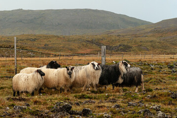 Obraz premium Close up of Icelandic sheep with curved horns standing in grassy field rural farm animal in Iceland