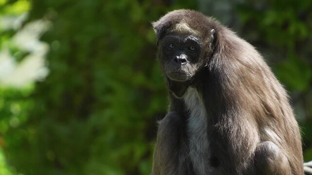 Close up of a spider monkey sitting on a tree branch and looking around on a sunny spring day
