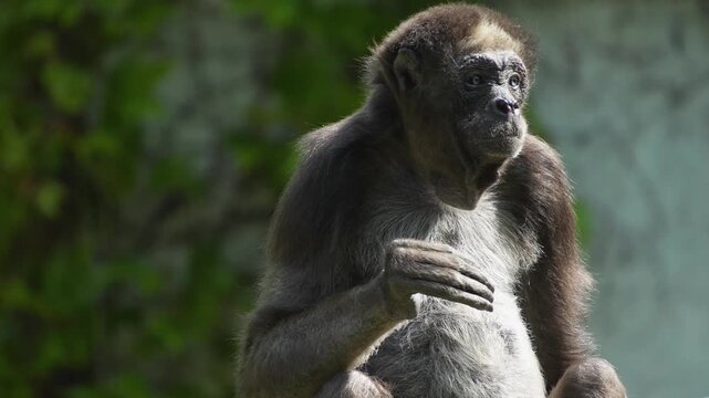 Close up of a spider monkey sitting on a tree branch and looking around on a sunny spring day
