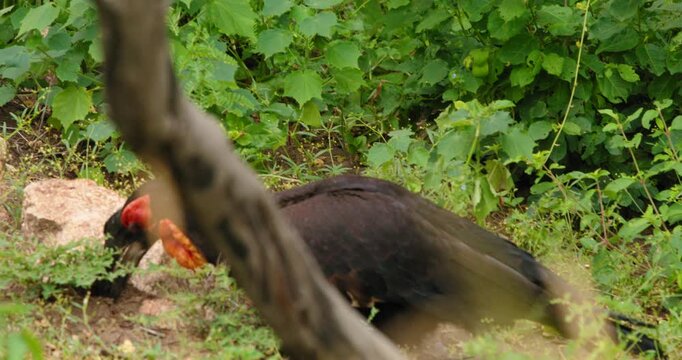 Rare Southern Ground Hornbill foraging for food and eating in the grass of Kruger National Park. High-quality wildlife footage of this vulnerable bird species in its natural African habitat.