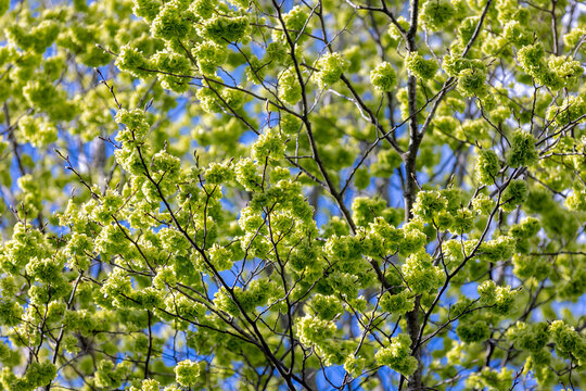 Selective focus of Ulmus minor samarae on the tree, Elm flowers in early spring, Elms are deciduous and semi-deciduous trees comprising the flowering plant genus Ulmus in the plant family Ulmaceae.