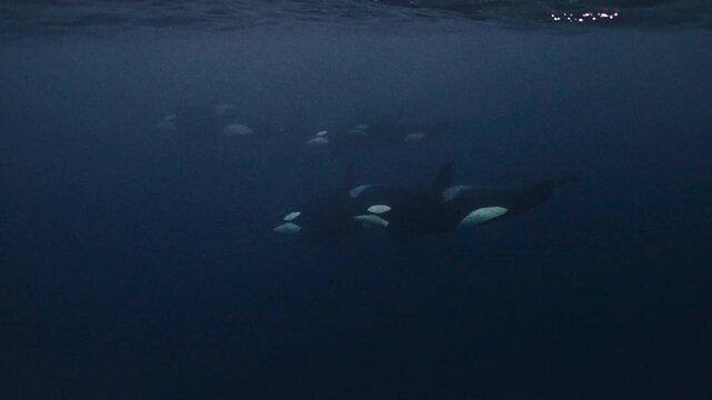 Pod of orcas swimming in cold arctic water, underwater shot