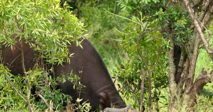 Large Cape buffalo grazing on grass and staring directly into the camera lens in Kruger National Park. Close-up wildlife footage of a powerful Syncerus caffer in the South African wilderness
