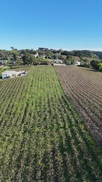 Imagem a&eacute;rea de vinhedo em Bento Gon&ccedil;alves com fileiras de planta&ccedil;&atilde;o evidenciando produ&ccedil;&atilde;o de vinho e paisagem rural da serra ga&uacute;cha