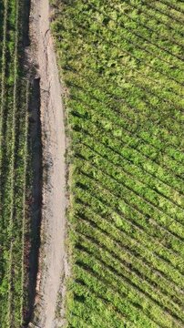 Imagem a&eacute;rea de planta&ccedil;&atilde;o de uvas em vin&iacute;cola evidenciando cultivo agr&iacute;cola e produ&ccedil;&atilde;o vin&iacute;cola em ambiente rural
