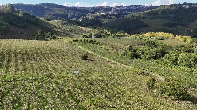Vista a&eacute;rea de vin&iacute;cola em Bento Gon&ccedil;alves com vinhedos organizados e relevo montanhoso, destacando produ&ccedil;&atilde;o de vinhos e paisagem da Serra Ga&uacute;cha