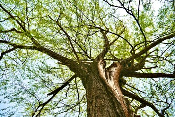 Fototapeta premium Looking Up at a Large Tree with Fresh Green Leaves