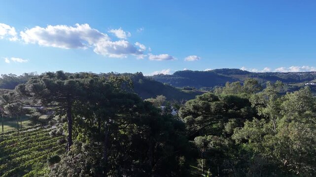 Vis&atilde;o a&eacute;rea de vin&iacute;cola na Serra Ga&uacute;cha mostra vinhedos, colinas e natureza preservada em Bento Gon&ccedil;alves.