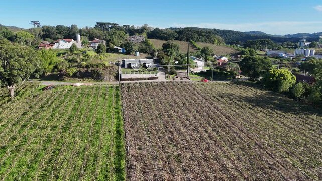 Vis&atilde;o a&eacute;rea mostra vinhedo com planta&ccedil;&atilde;o de uvas em linhas organizadas destacando produ&ccedil;&atilde;o agr&iacute;cola e vin&iacute;cola em cen&aacute;rio rural