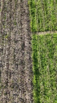 Imagem a&eacute;rea de vinhedo com fileiras de uvas destacando cultivo agr&iacute;cola e produ&ccedil;&atilde;o vin&iacute;cola em ambiente rural