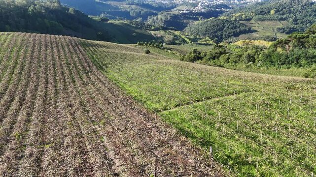 Vista a&eacute;rea de vin&iacute;cola no Vale dos Vinhedos em Bento Gon&ccedil;alves com planta&ccedil;&atilde;o de uvas organizada destacando produ&ccedil;&atilde;o agr&iacute;cola e enoturismo na serra ga&uacute;cha