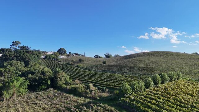 Paisagem rural com vinhedos organizados em colinas verdes, vegeta&ccedil;&atilde;o nativa e c&eacute;u azul, destacando agricultura, produ&ccedil;&atilde;o de uvas, natureza e turismo no campo.