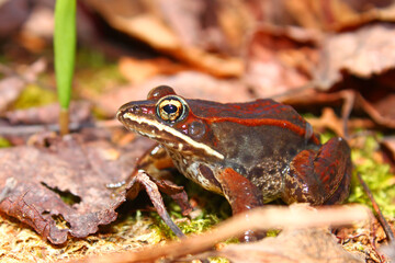 Obraz premium Wood Frog in Michigan Forest