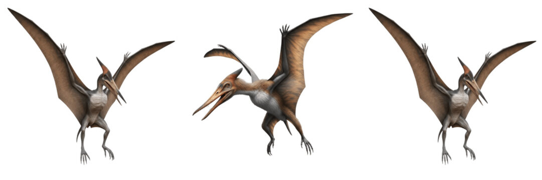 Pteranodon Flying Reptile PNG - Isolated Prehistoric Dinosaur on Transparent Background for Jurassic Science and History Graphics