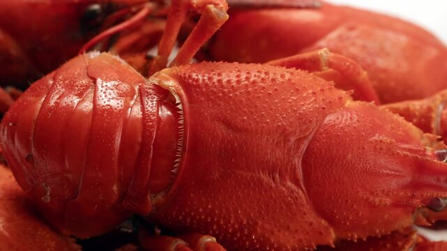 Boiled European crayfish Astacus astacus river seafood freshwater cooked crustacean, noble crayfish, or broad-fingered crayfish, traditional food source.