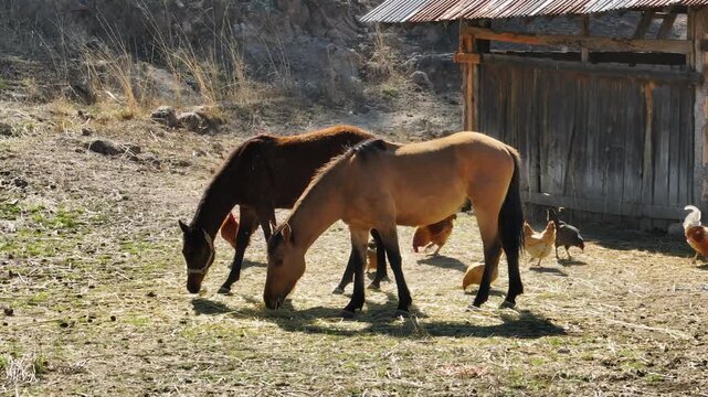 AROUND FLY DRONE IN HORSER MEXICO