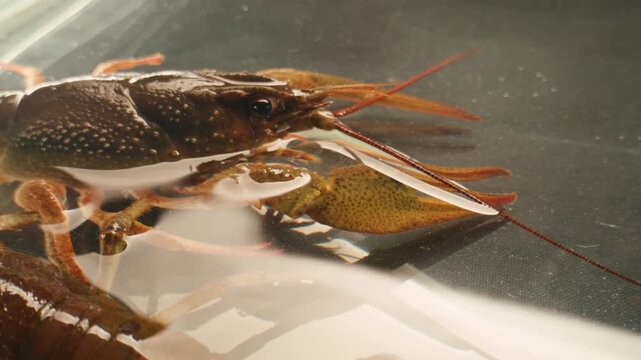 European crayfish Astacus astacus river seafood freshwater crustacean, noble crayfish, or broad-fingered crayfish, traditional food source.