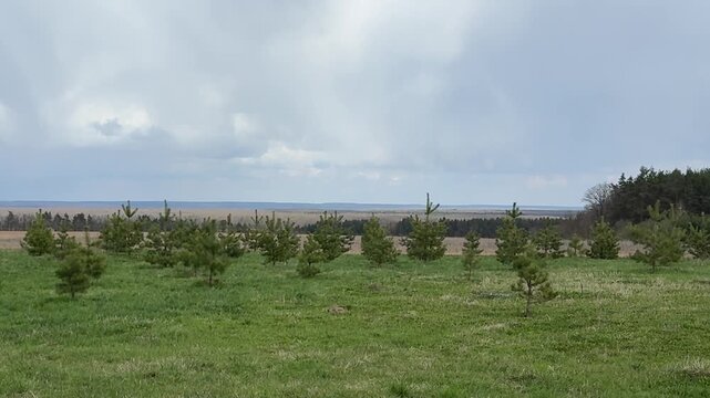 A wide field with young spruce trees planted in rows under an open sky. Small fir trees grow evenly across the landscape, creating a calm rural scene with fresh air and natural space.