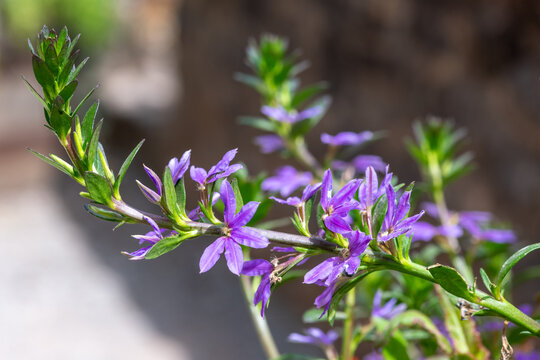 Close up of fairy fan flowers (scaevola aemula) in bloom