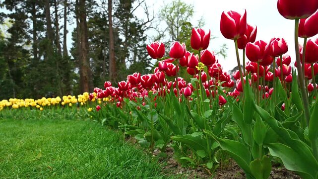 Real Time Panning of Red and Yellow Tulips Spring Flowers in the garden. Morges, Vaud, Switzerland.