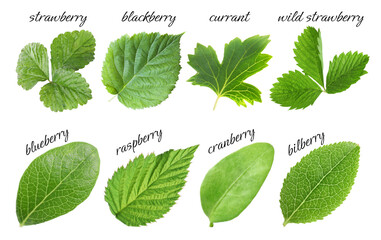 Naklejka premium Fresh green leaves of berry plants on white background. Collage with names