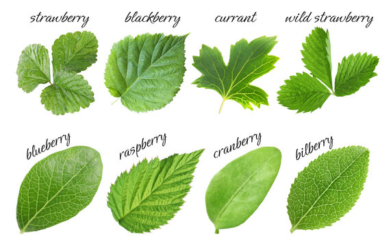 Fresh green leaves of berry plants on white background. Collage with names