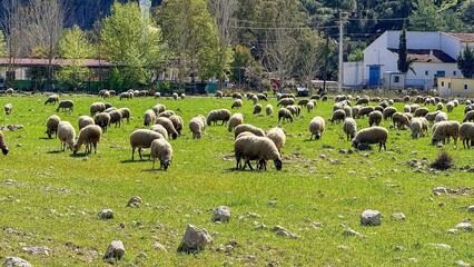 Obraz premium Flock of sheep grazing on green meadow with scattered rocks, rural countryside pasture near farm buildings and trees, calm spring landscape and agriculture