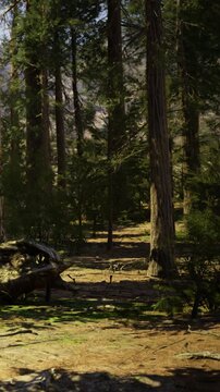 Tall trees surround a forest floor covered with fallen leaves and small plants. Sunlight filters through the branches, creating shadows on the ground. Small creatures move among the foliage.
