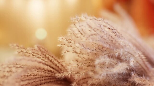Close-up of delicate dried pampas grass plumes with fluffy seed heads against warm golden bokeh background. Soft beige and cream tones bathed in autumn sunlight create dreamy ethereal atmosphere