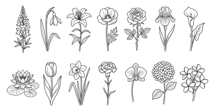 Flower set rose lily tulip orchid poppy iris lotus line art