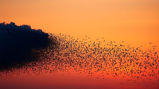 overfed. A murmuration of starlings transitioning from a dense cloud to scattered birds against a dusk sky. wildlife magazines, conservation campaigns, designed for eco-tourism storytelling.