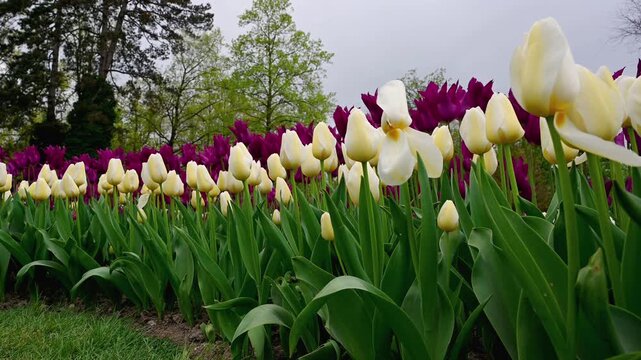 Real Time White And Purple Tulips In Spring Garden in Switzerland. Morges, Vaud, Switzerland