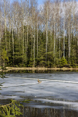 Obraz premium Lone Duck Standing on Melting Ice of Lake, Early Spring Forest Landscape